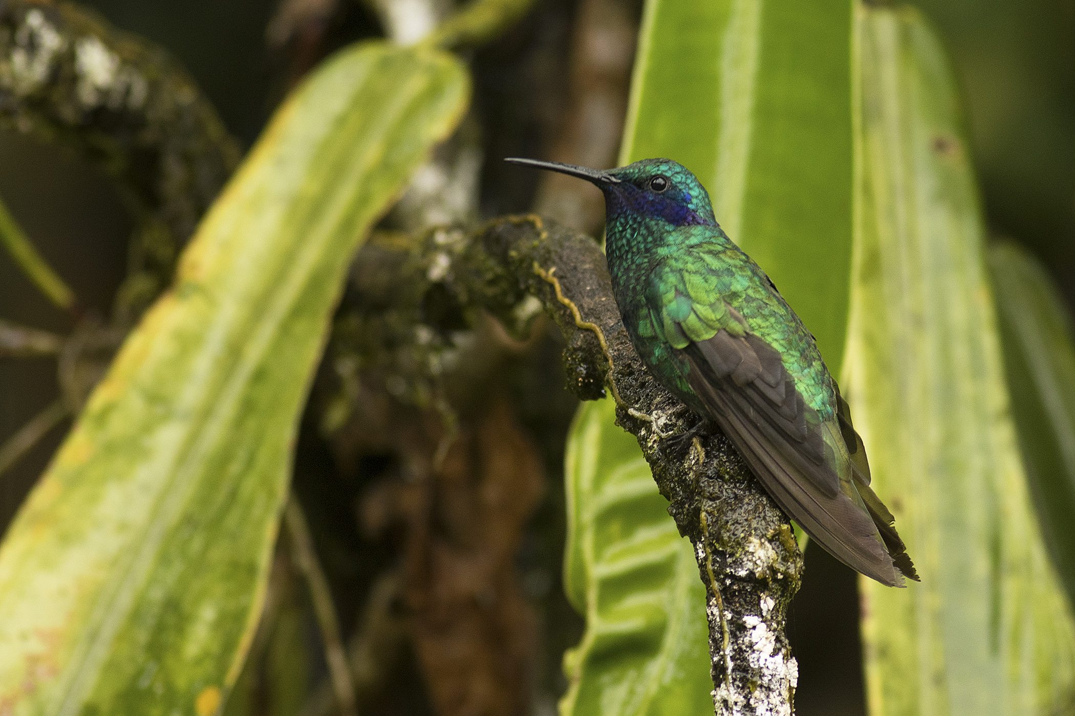 Sparkling Violetear — Ana fotoğraf